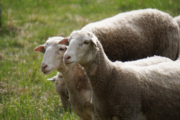 Some sheep on the field