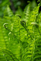 Fern leaves close up. Total green texture. Wanderful curled fern foliage. Spring vibe. Herbal background image.