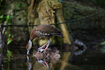 A beautiful duck swims in the water in Denmark. Close-up
