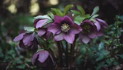 beautiful vibrant purple hellebores in a lush environment