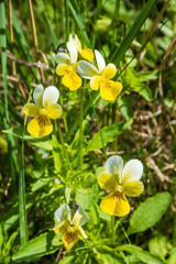 Obraz premium Viola tricolor in natural environment. Viola arvensis variety of violet