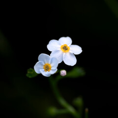 Two white and beautiful flowers