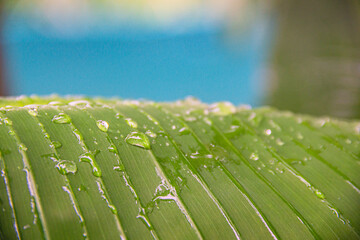Close-up of a banano leaf with water drops on top
