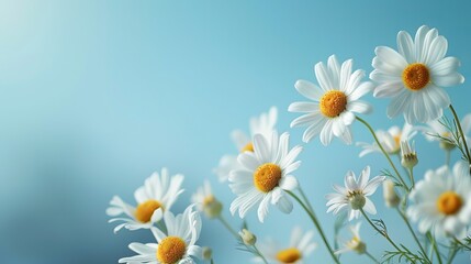A close-up image of a chamomile daisy flower against the backdrop of a blue sky, capturing the tranquil atmosphere of a sunny summer day. This photo serves as a peaceful holiday poster