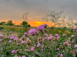Outside village view, flowers and sunset.
