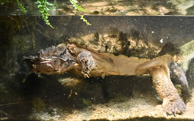 mata mata freshwater turtle