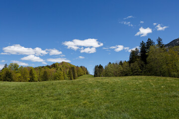 landscape with trees