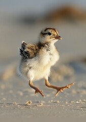 Obraz premium A sharp image of a tiny seabird atop sandy shore, surrounded by sea and sky