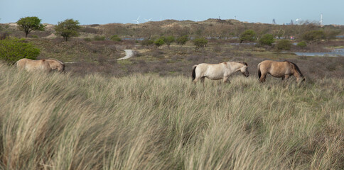 Obraz premium a group of horses on the grassland 