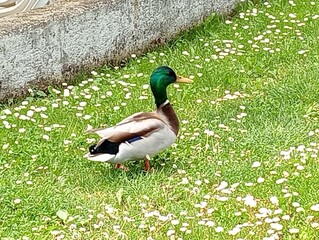 duck on the grass