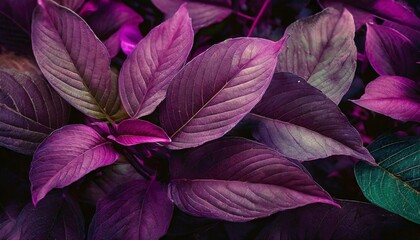 closeup nature view of purple leaves background abstract leaf texture