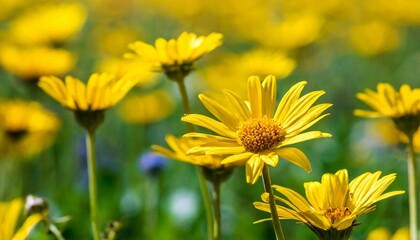 yellow flowers in spring spring flower meadow background banner panorama