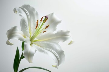 elegant white lily flower blooming against pristine white background symbol of purity and grace abstract photo