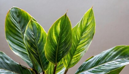 calathea orbifolia leaves isolated on background