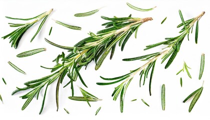 fresh twig of rosemary a couple of smaller pieces and single needles isolated over a transparent background food health or perfumery related design element top view flat lay