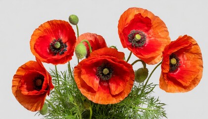 red poppies flowers bouquet in png isolated on transparent background