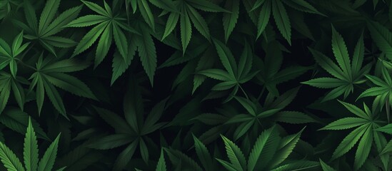 Marijuana leaves background. Cannabis plants dark background. Hemp leaves.