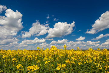 yellow field and sky