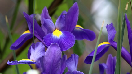 Fiori di iris blu scuro con centro di colore giallo nel giardino, Irideae