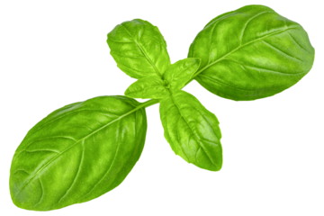 Basil. Fresh green basil leaves. Basil plant. Herbs and spice. Aromatic green leaves. Herbal for cooking salad with vegetables. Farm agriculture. Natural raw health vegetarian food