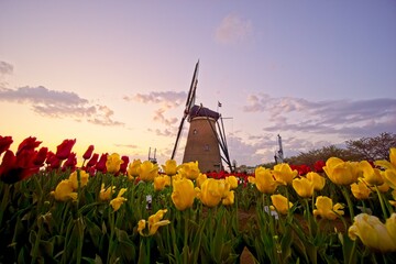 チューリップ畑と風車　佐倉ふるさと広場