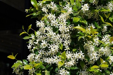 Southern or star jasmine,or Trachelospermum or Rhynchospermum jasminoides, vine, in full bloom, in...