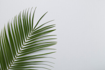 Green palm leaves on concrete background, top view