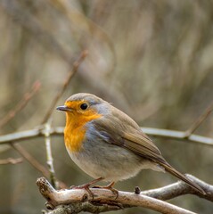 robin on a branch