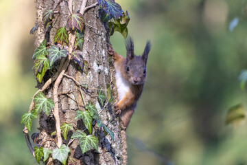 Eichhörnchen