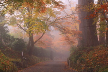 世界遺産　平泉中尊寺の紅葉