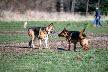 Two German shepherds greeting each other in the dog park on a sunny spring day
