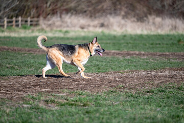 Happy German shepherd running on around in the dog park on a sunny spring day
