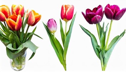 beautiful floral set with watercolor spring tulip flowers stock illustration
