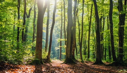 beautiful beech forest with pleasing sunshine a tranquil landscape shot with vibrant green trees...