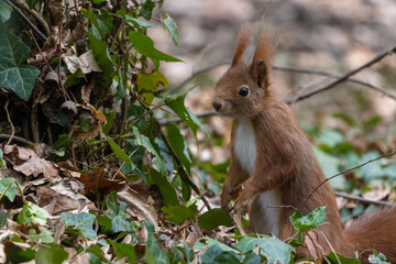 Eichhörnchen