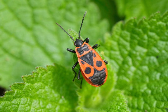 Closeup on a colorful sap-sucking red firebug or soldierbug, Pyrrhocoris apterus, sitting on a green leaf