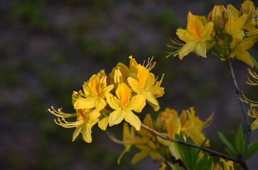 Yellow flowers of azalea lutea plant in the rays of the evening sun. Closeup rhododendron luteum branch with flowers . Gardening ,planting rhododendrons concept. Free copy space.