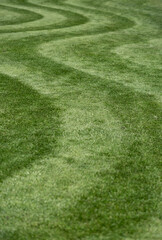 Neatly mown lawn with unusual wavy stripe. Photographed in springtime at Wisley garden, Woking,...