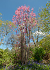Stunning wispy pink leaves of the Toona Sinensis Flamingo or Chinese Cedar tree, photographed on a sunny spring day at Wisley garden, Surrey, UK