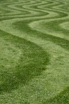 Neatly mown lawn with unusual wavy stripe. Photographed in springtime at Wisley garden, Woking, Surrey, UK.