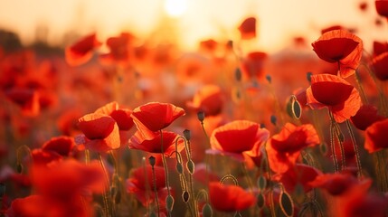 Anzac day,  field filled with vibrant red poppies under the golden glow of the sun in the background