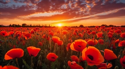 A field filled with vibrant red poppies while the sun sets in the background. Anzac day