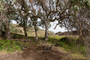 quatre arbres dans une nature verte et sauvage