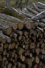 Firewood stack in garden