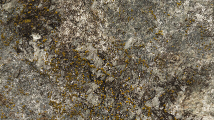 Close-up of a textured rock surface with intricate patterns of moss and lichen, showcasing a blend of gray, green, and yellow natural earth tones