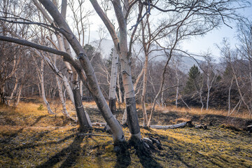 un bouleau à contre jour devant une forêt et un sol d'herbes jaunies