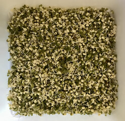 Sprouted mung beans microgreens in germinator at home. Concept of diet, vegetarianism, vegan, healthy products and proper nutrition. Close-up