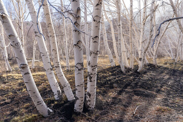 des troncs d'arbre blancs avec un sol noir