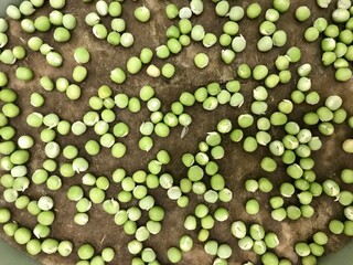 Alfalfa sprouts close-up. Microgreens in plastic containers at home. The beginning of germination, the third day. Concept of diet, vegetarianism, vegan, healthy products and proper nutrition