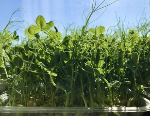 A lot of fresh green sprouts of peas. Microgreens in black containers. Concept of diet, vegetarianism, vegan, healthy products and proper nutrition. Close-up